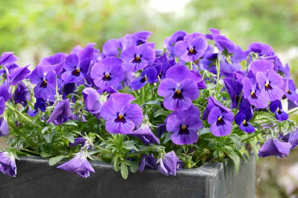 Top 18 Flowers to Grow on the Terrace