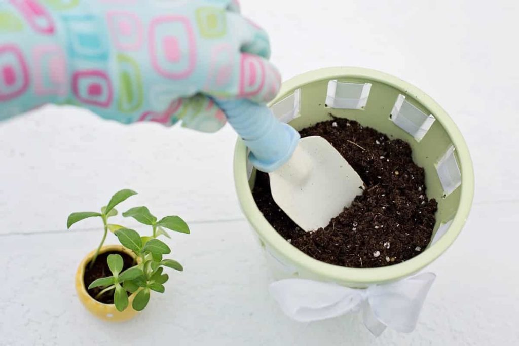 How to start growing fruits in pots 