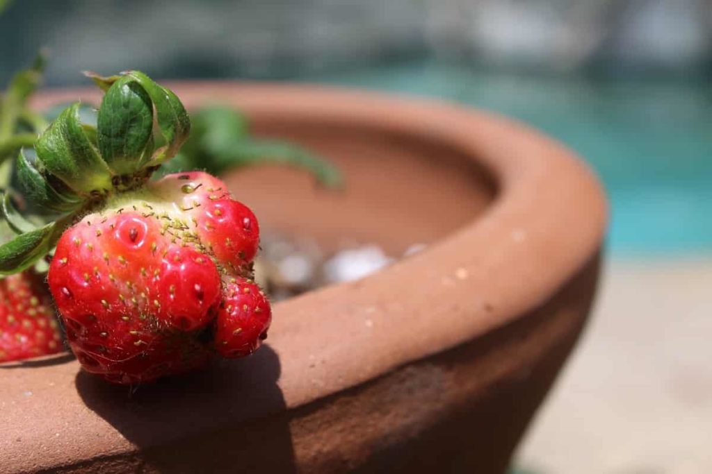 Top 15 Fruits to Grow in Pots