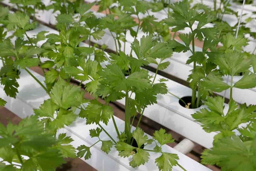 Top 10 Herbs to Grow in Hydroponics