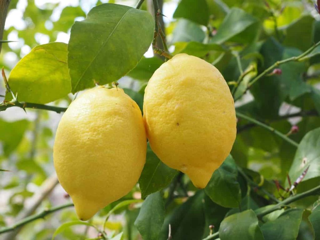 Top fruits to grow on the Terrace 