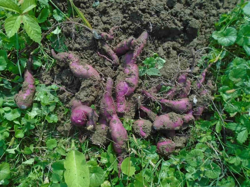Grow Sweet Potato in Rainy Season