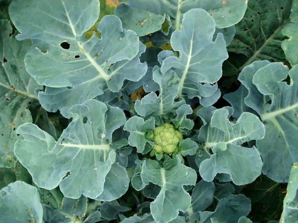 Grow Cauliflower in Rainy Season