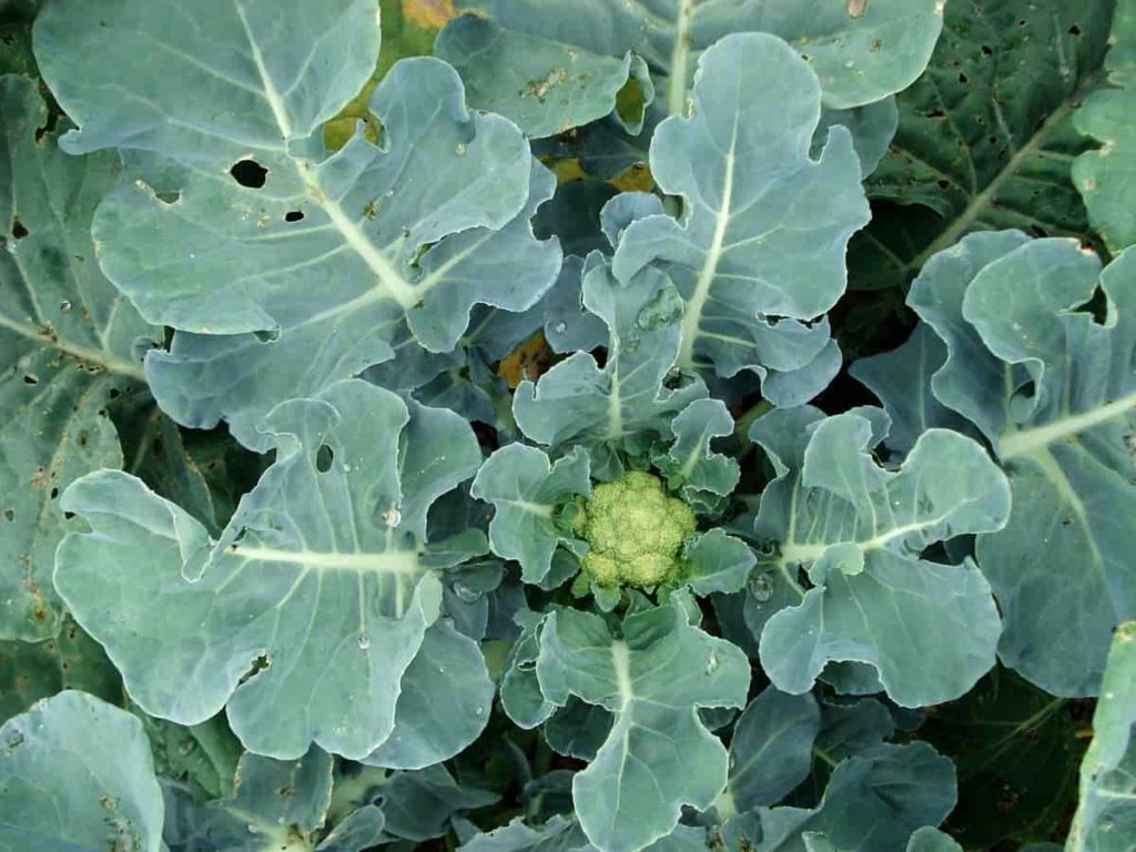 Vegetables grow fast in winter in India
