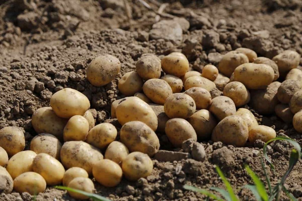 Growing Potatoes in Summer