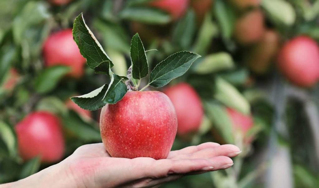 Harvest Apple
