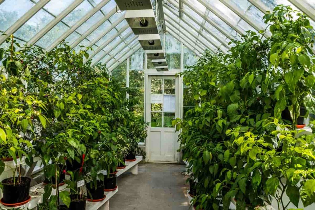 Greenhouse Care
