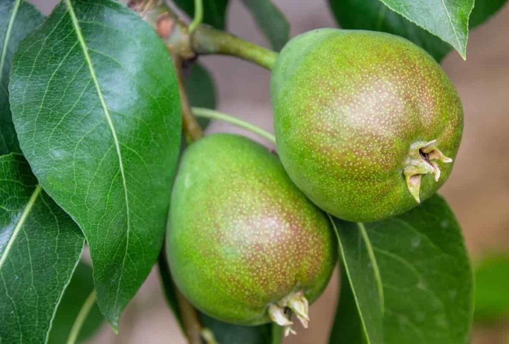 Pears Plant