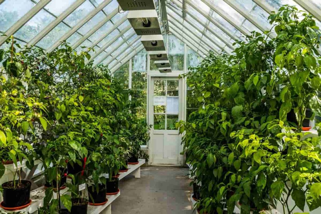Greenhouse care in March 