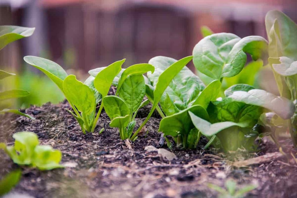 How to Grow Spinach Without Seeds