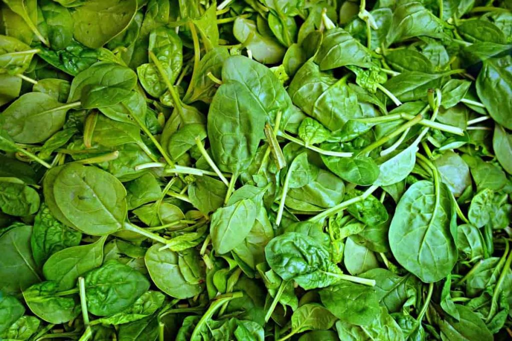Grow Spinach Without Seeds