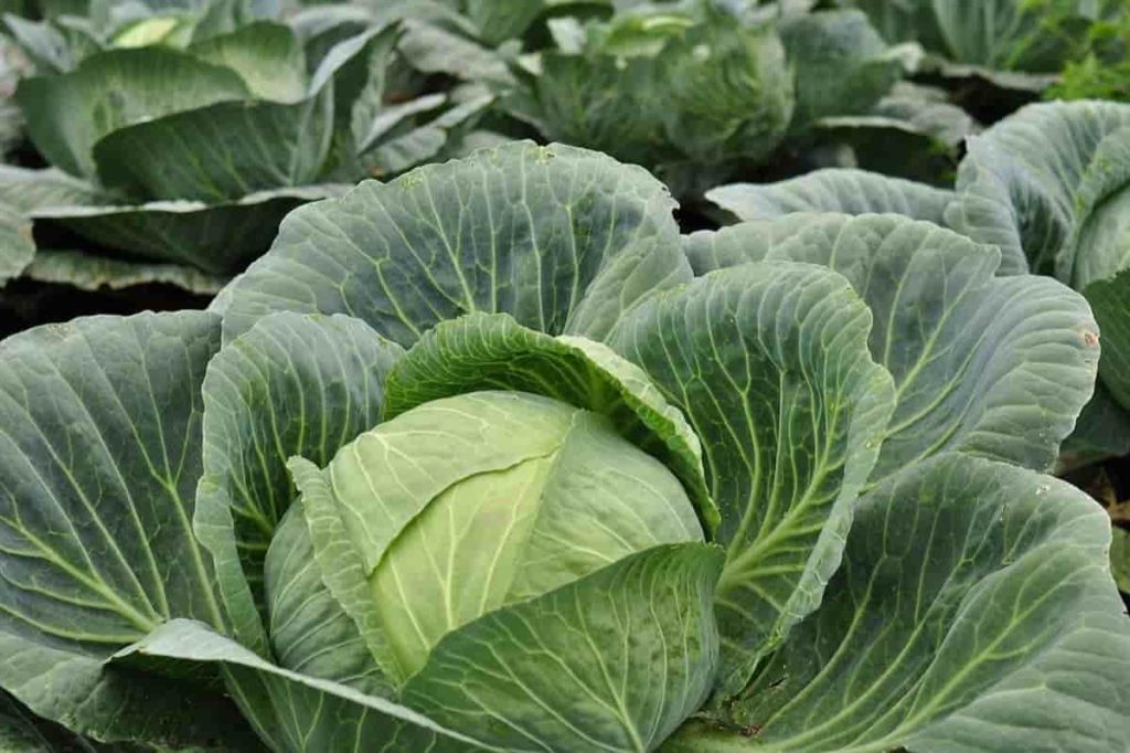 Making Cabbage Yield Faster,