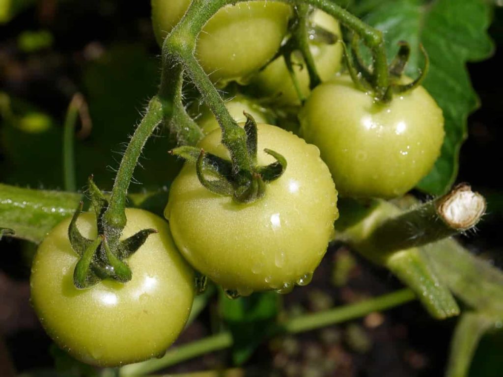 Top 50 Vegetables To Grow In The Backyard