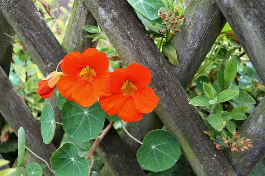 How to Grow Nasturtiums, Tips, Ideas, and Techniques