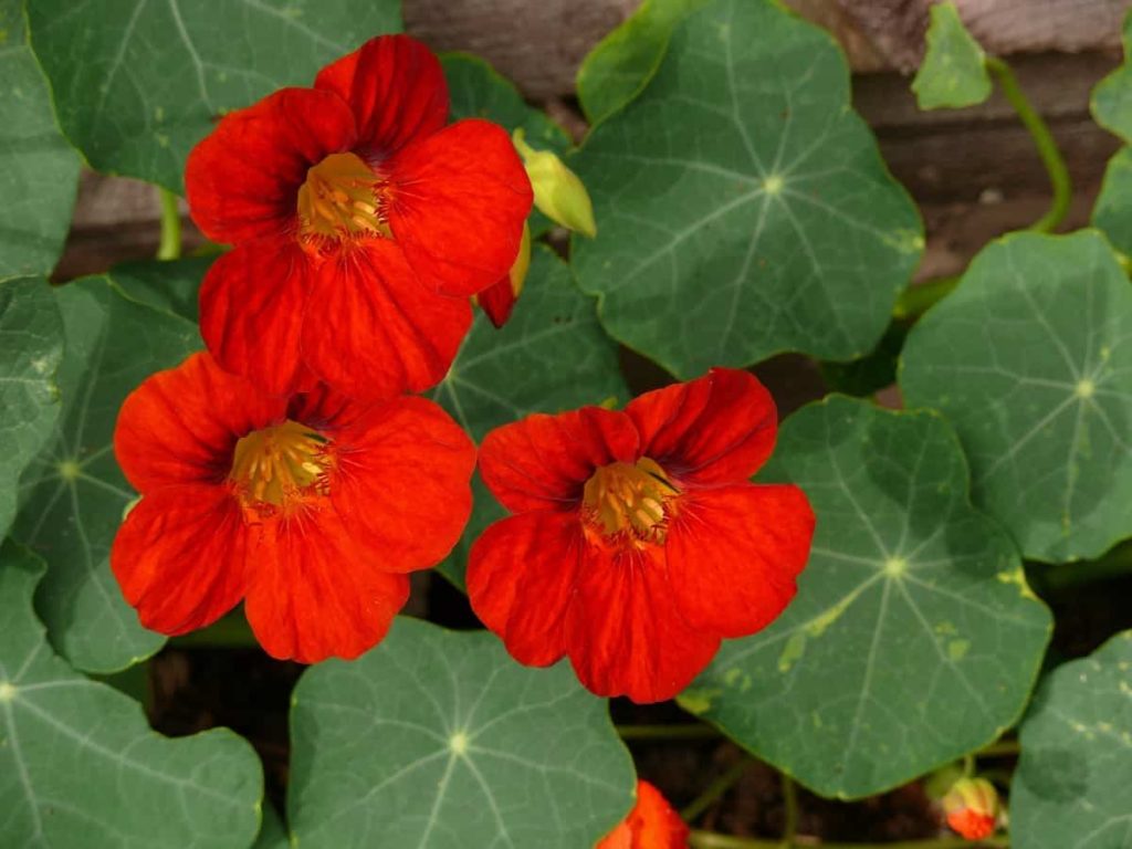 How to Grow Nasturtiums, Tips, Ideas, and Techniques