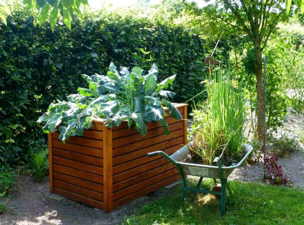Vegetables to Grow on Raised Beds