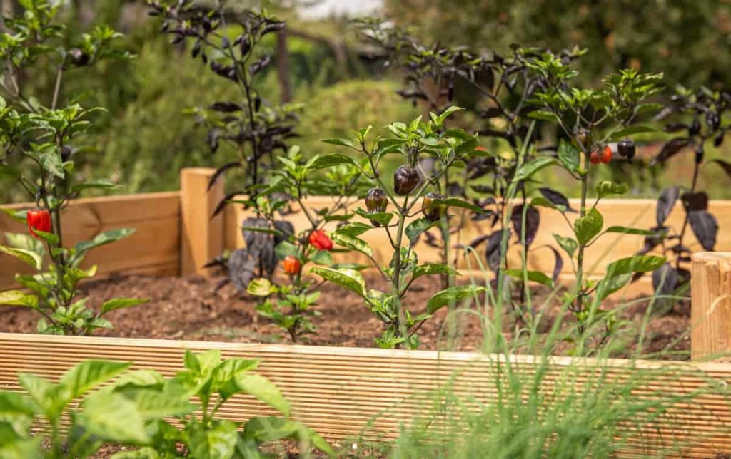 Grow Peppers on Raised Beds