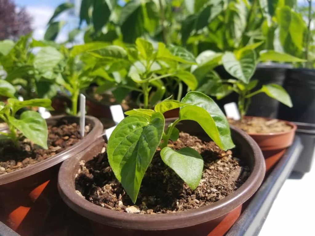 Top 25 Fast Growing Vegetables in Pots