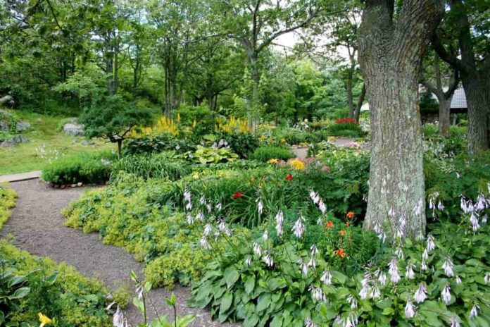 How to Start a Backyard Garden from Scratch: A Beginner's Guide