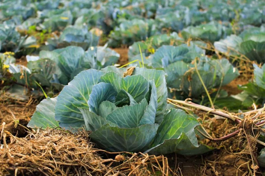Cabbage Field