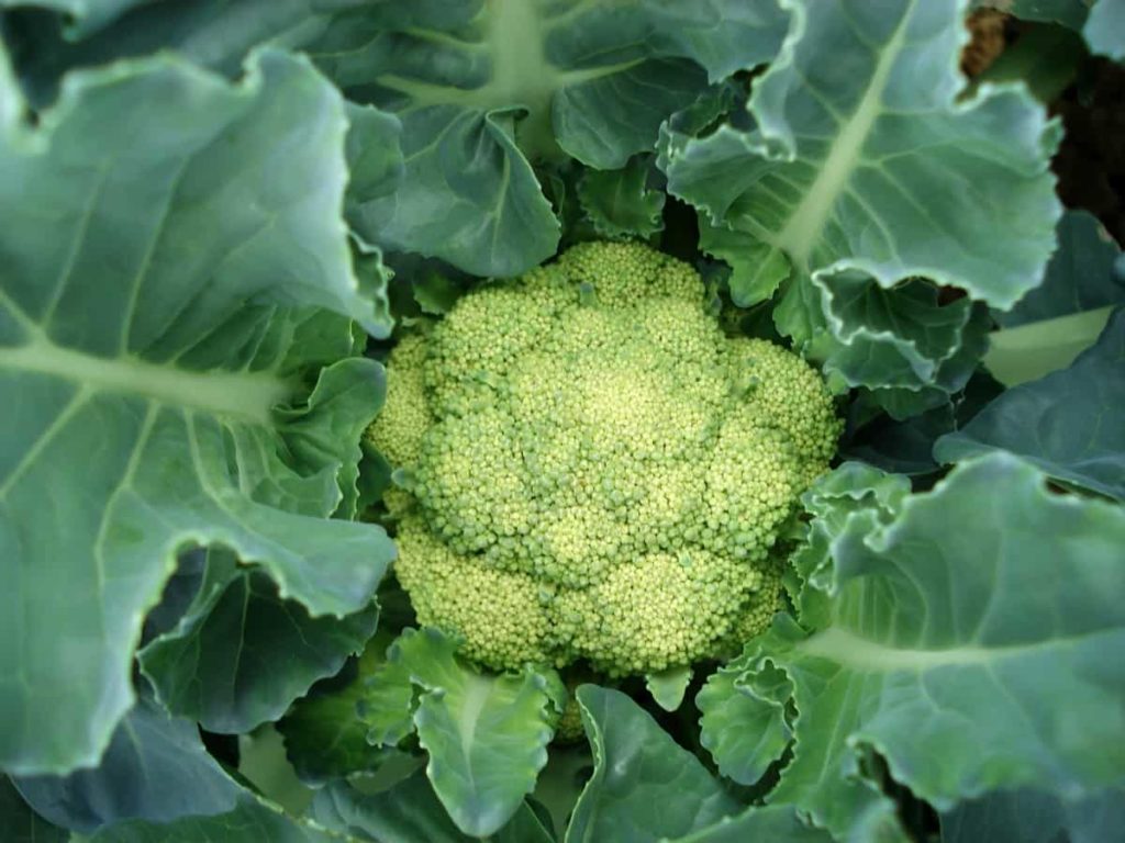 The Best Fertilizer for Cauliflower