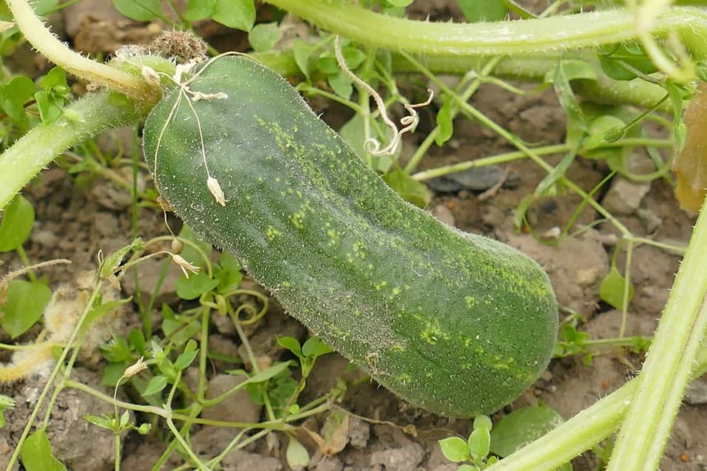 Best Fertilizers for Cucumber