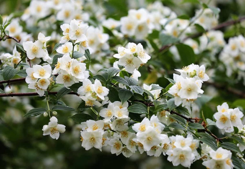 Fast Blooming Flowers to Grow from Seeds - Jasmine 