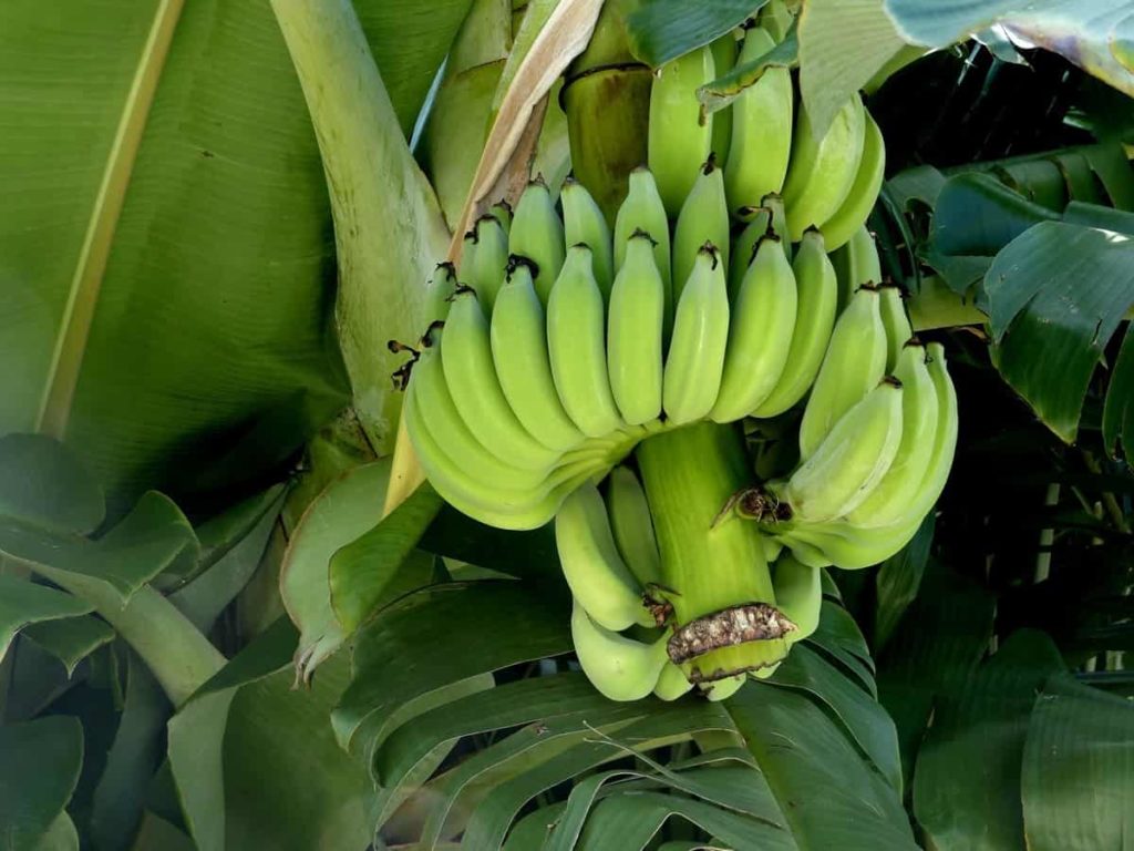 Best Fertilizer for Banana Plants