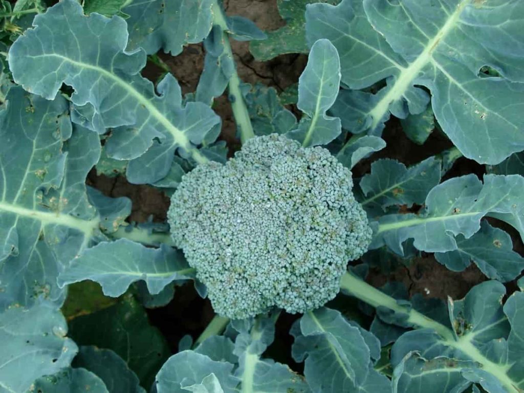 Best Fertilizer for Broccoli