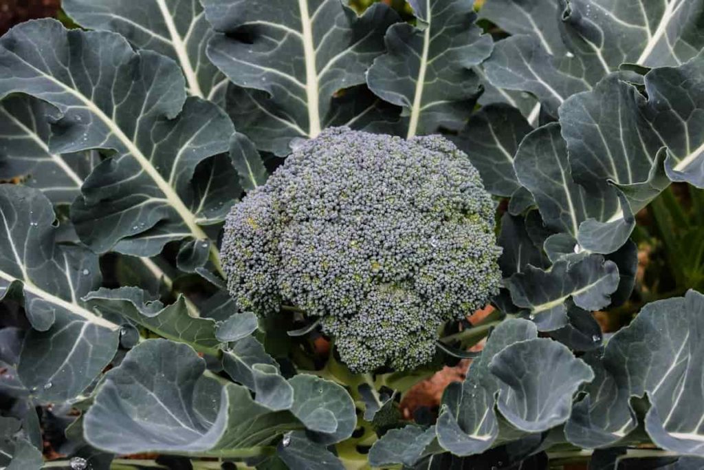 Broccoli Plant