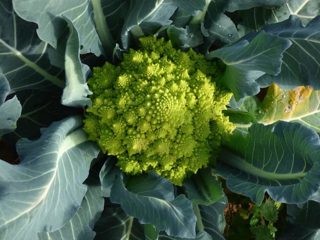 Growing Broccoli 