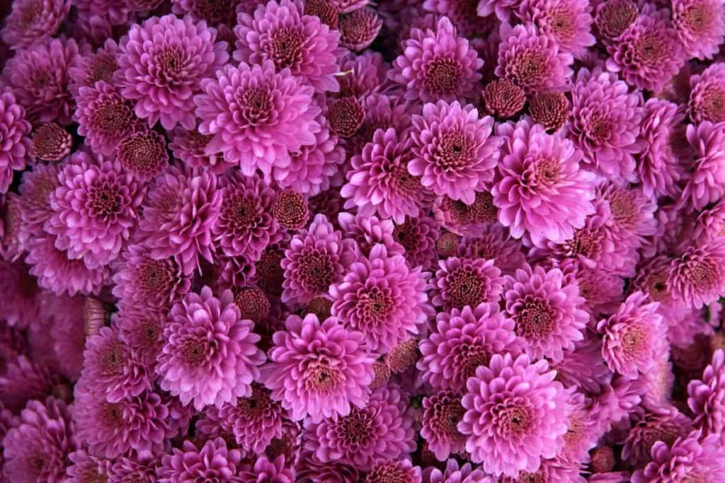 Best Fertilizer for Chrysanthemum
