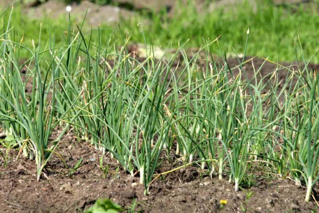 Best Fertilizer for Garlic: