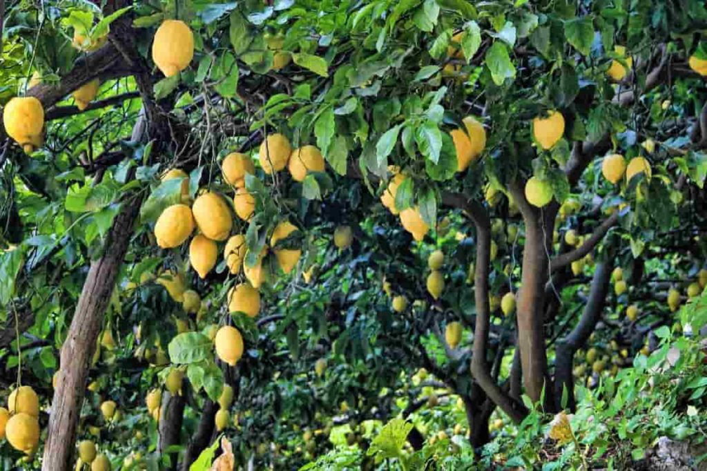 Best Fertilizer for Lemon Trees
