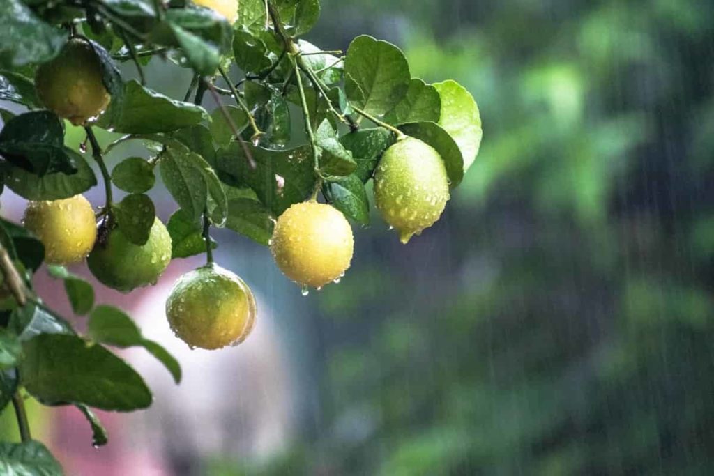 Lemon Trees During Rain