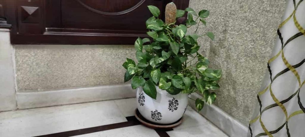 Grow Money Plant at Home