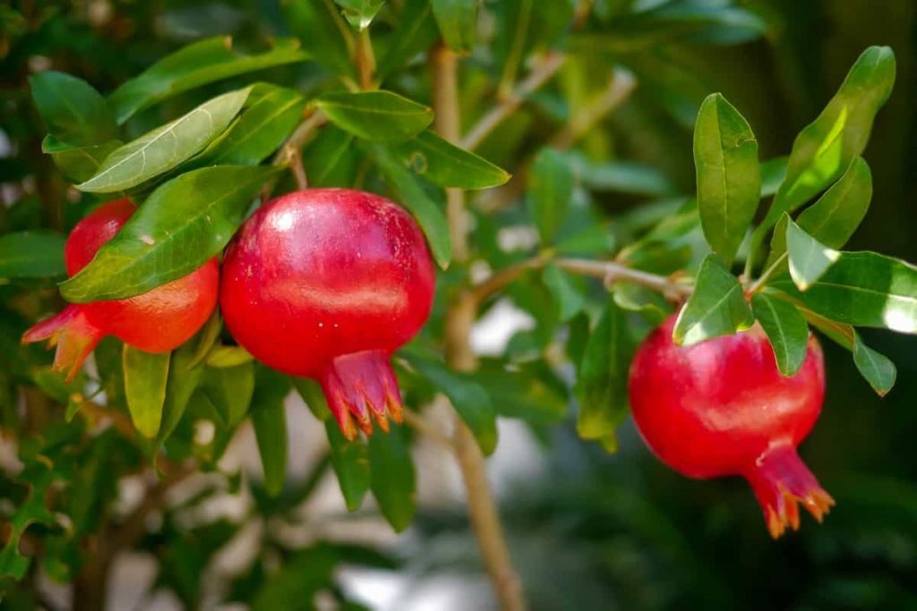 Best fertilizer for Pomegranate Tree