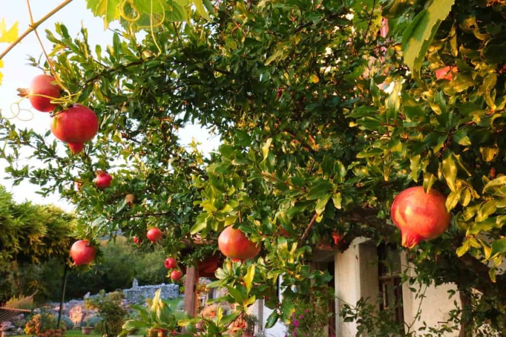 Pomegranate Tree