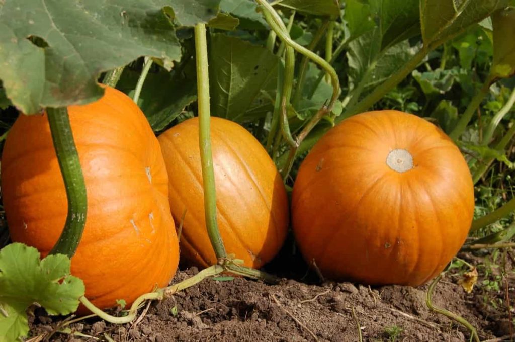Best Fertilizer for Pumpkin