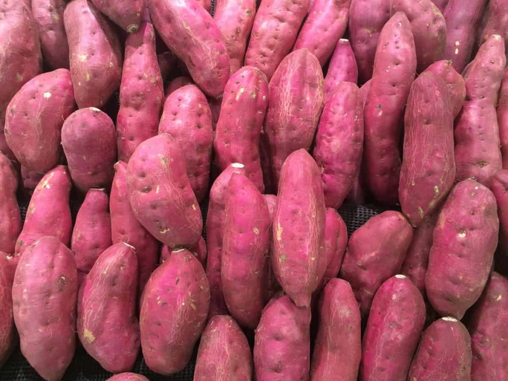 Harvest Sweet Potato