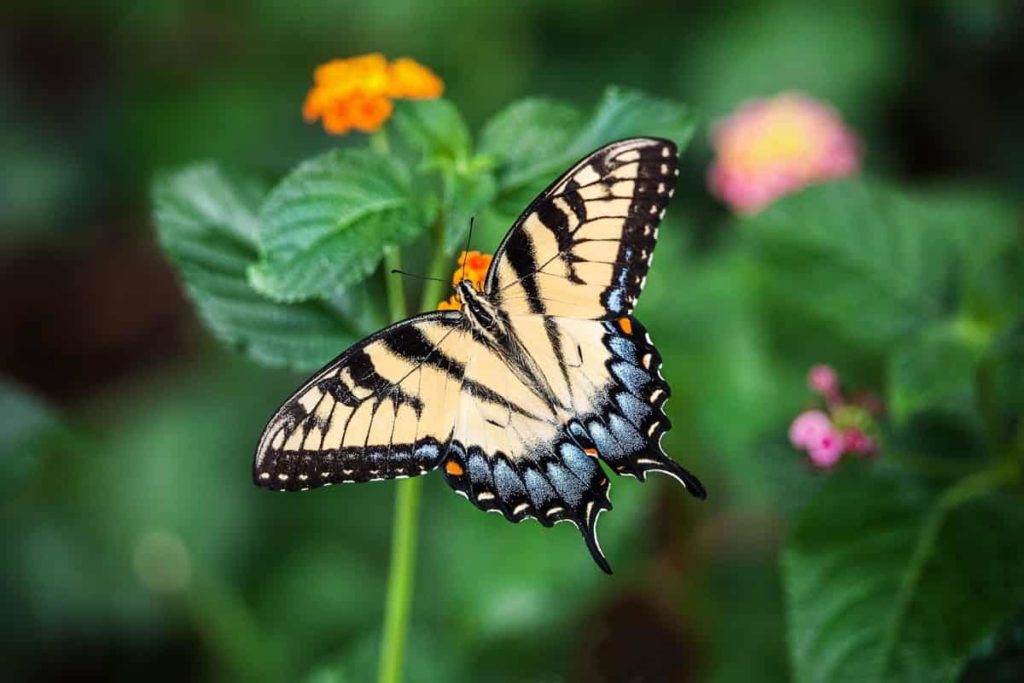 Top 20 Garden Plants That Attract Pollinators to Your Garden