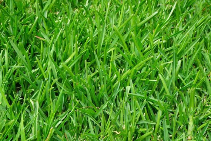 How To Grow Bermuda Grass From Seeds Germination Process