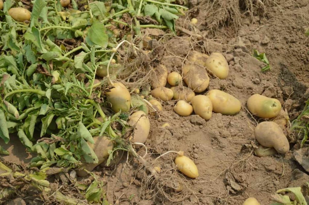 How to Grow Potatoes in 20 Steps