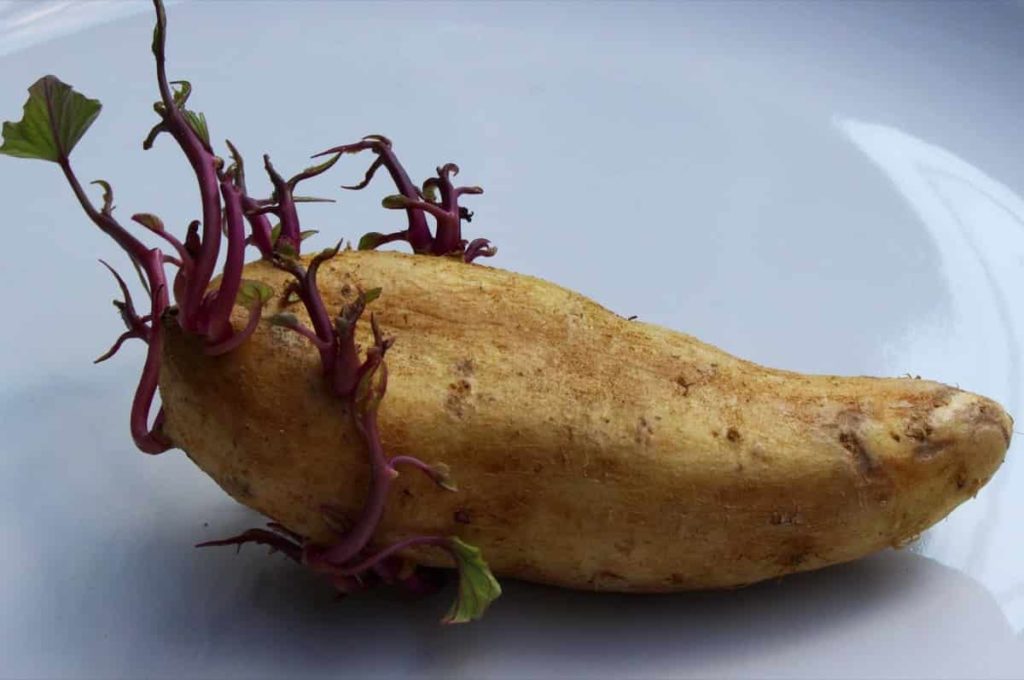 Potato Sprout