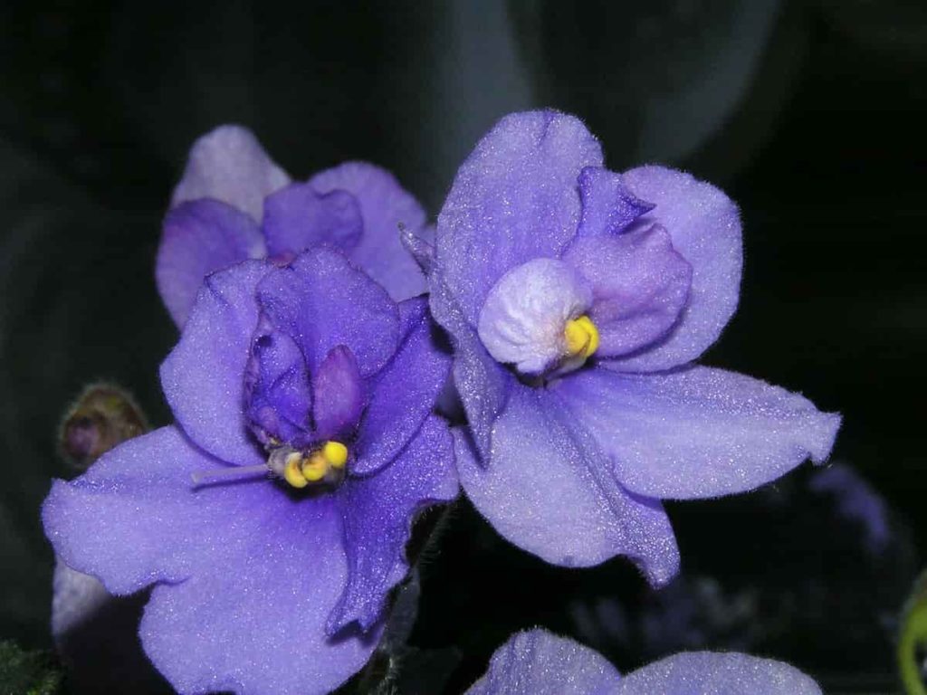 Guide to Growing African Violets from Seeds