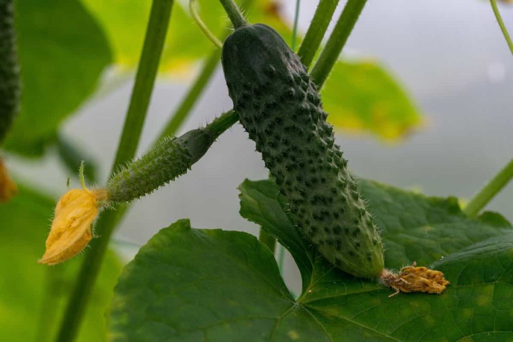 Guide to Growing Cucumbers in California
