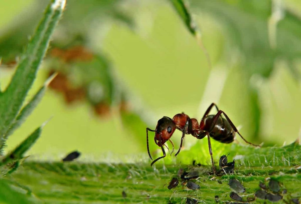 Ants in Garden
