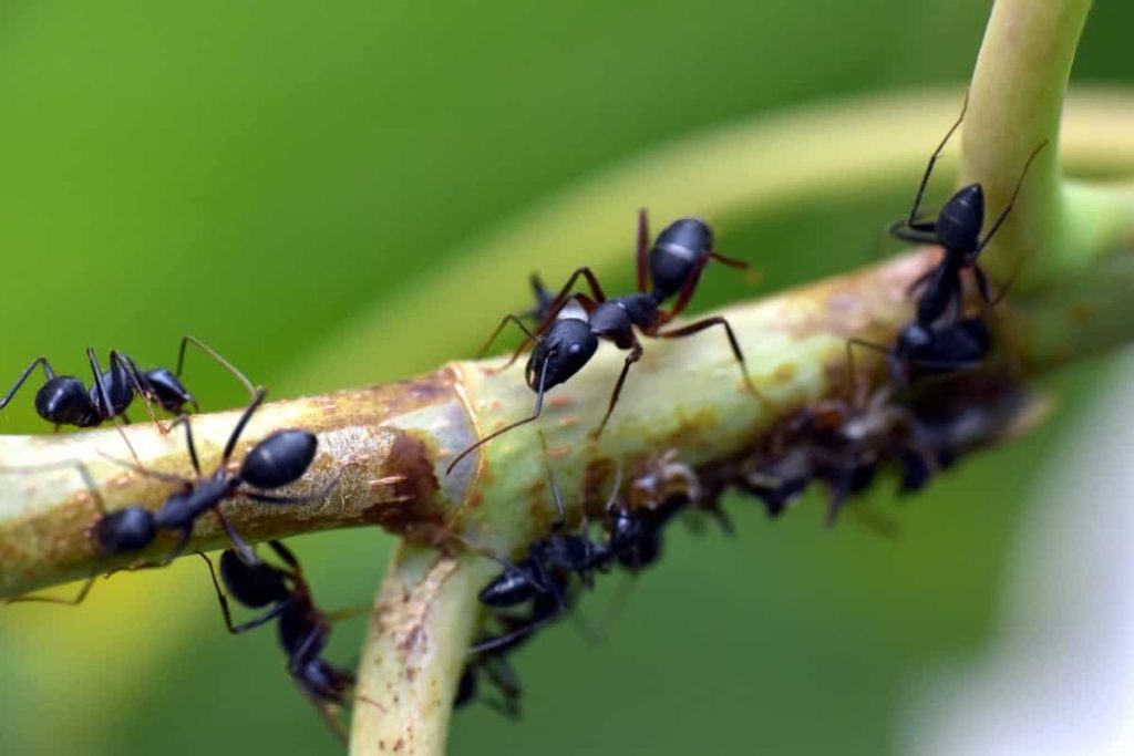 Ways to Keep Ants Away from Your Garden Plants