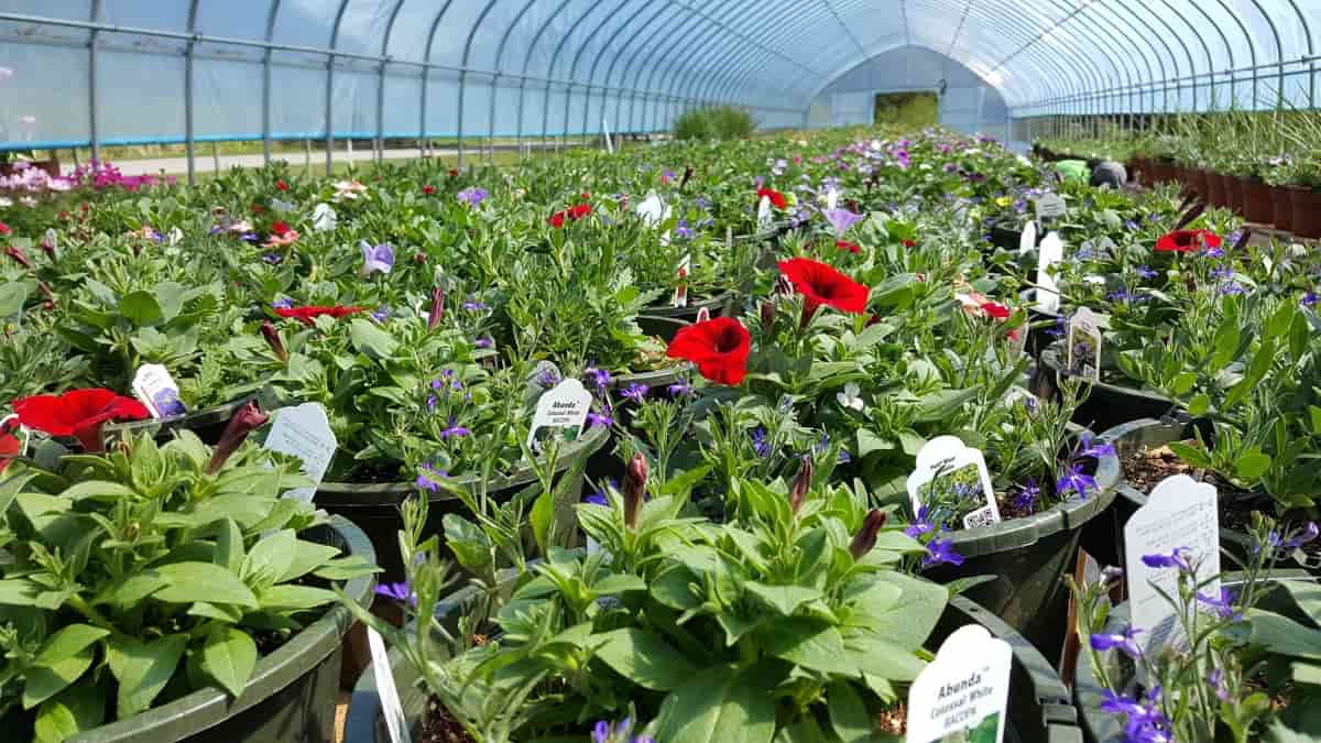 20 Plant Nurseries in India: and List
