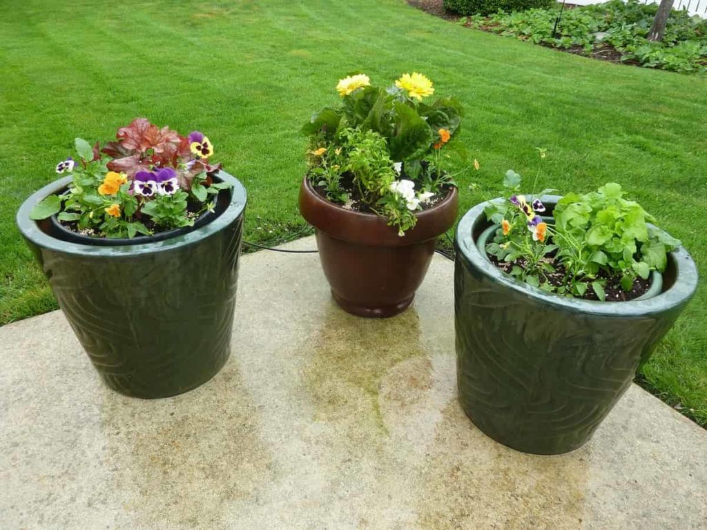 How to Start a Container Garden from Scratch